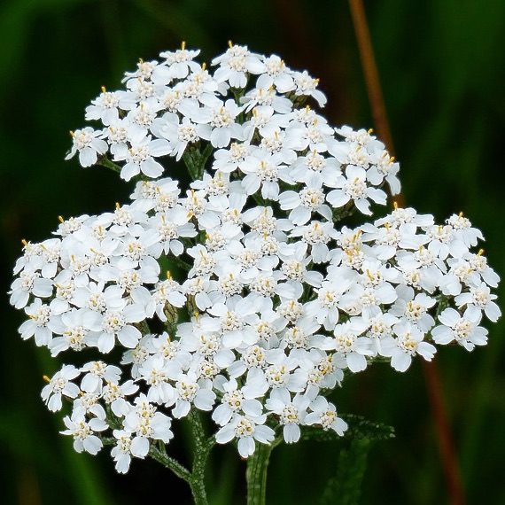 Proa Herbal Yarrow - Achillea millefolium