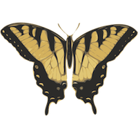 Eastern Swallowtail butterfly