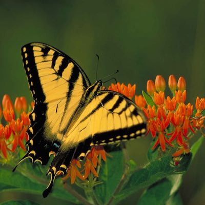 Swallowtail butterfly sipping nectar from butterfly weed flowers.