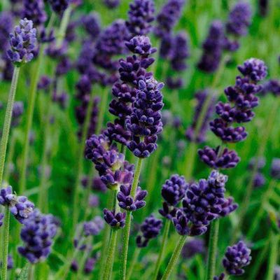 English Lavender flowers started from seeds.