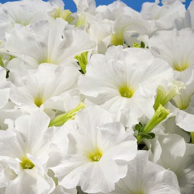 Petunia flowers are started from seeds.