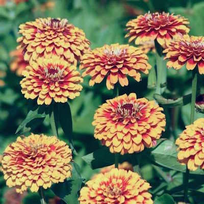 Zinnia flowers raised from seeds.