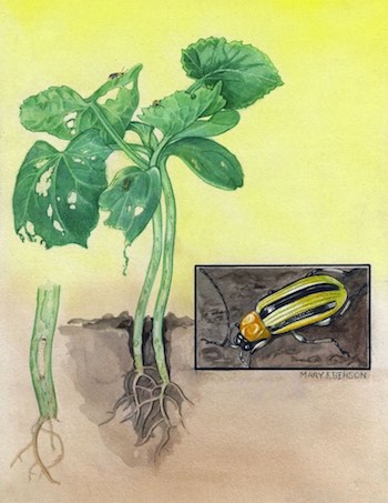 striped cucumber beetle striped cucumber beetle