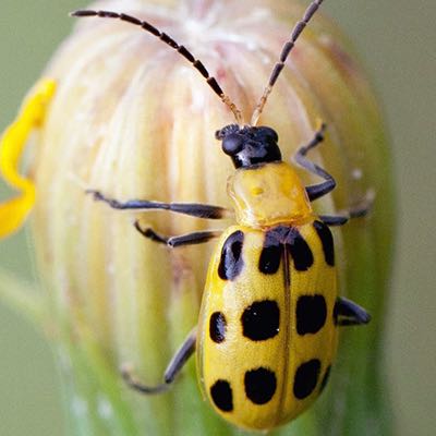 Spotted Cucumber Beetle