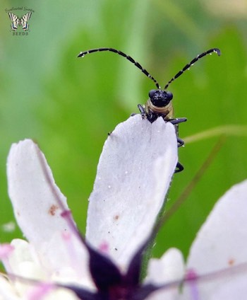 cucumber beetle cucumber beetle