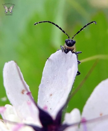 cucumber beetle