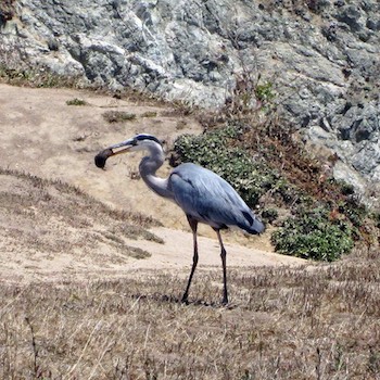 Heron eating a gopher