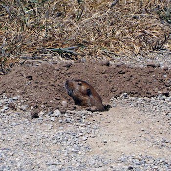 Gopher popping its head out of a hole Gopher popping head out of hole