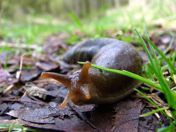 Slug Slug