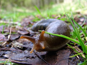 Slug