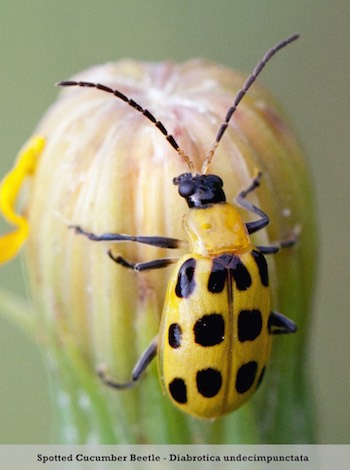 spotted cucumber beetle spotted cucumber beetle