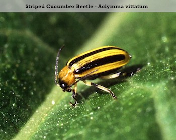 striped cucumber beetle striped cucumber beetle