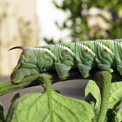 Tomato Hornworm