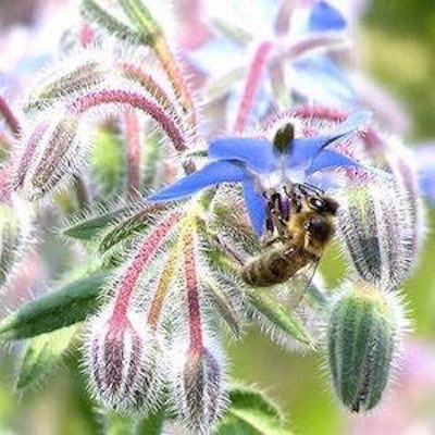 Borage flower with a bee.