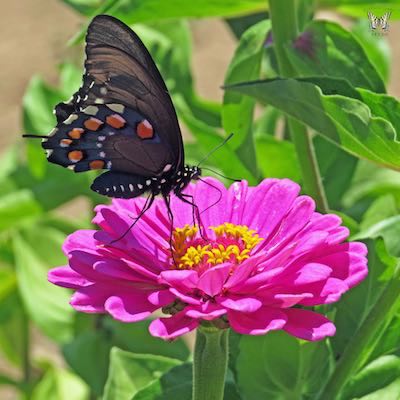 Zinnia flower with a butterfly.