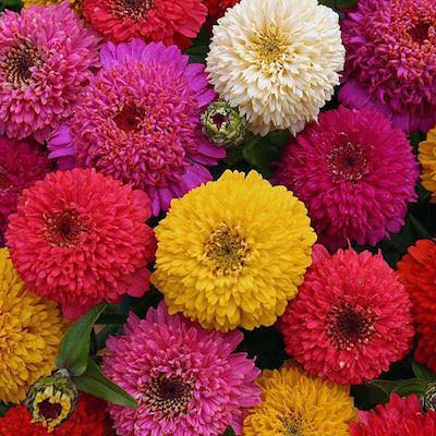 Scabiosa-type flowers in a wide range of colors.