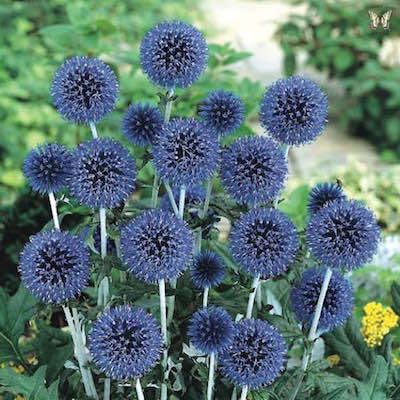 Blue Globe Thistle blossoms