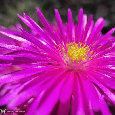 vibrant pink ice plant