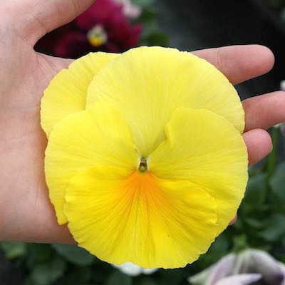 Primrose colored pansy held in hand