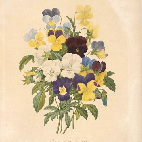 Victorian pansy drawing