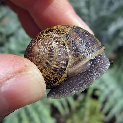 Snail being held with two fingers.