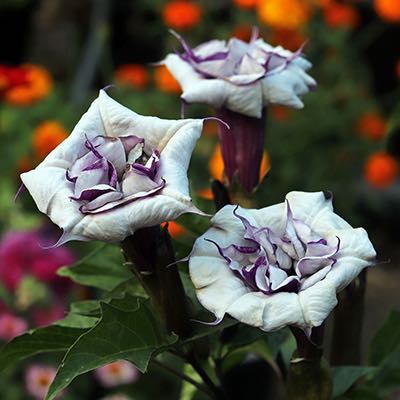 Angel's Trumpet Blackcurrant Swirl grows well in heat and humidty.