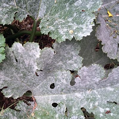 Powdery mildew on a squash leaf.