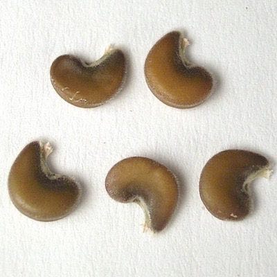 Close up on hollyhock seeds