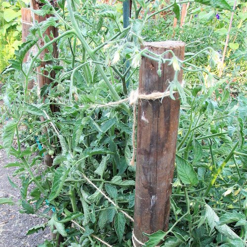 how to stake tomatoes