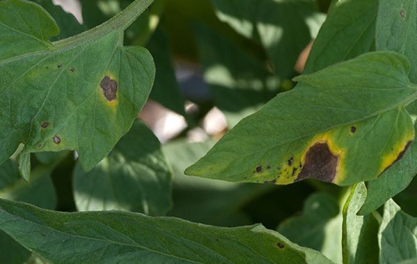 Early blight on tomato leaves (7871930010)