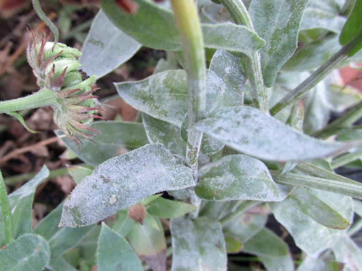 Powdery Mildew on a Calendula Plant