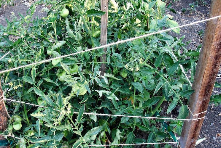 staked tomato