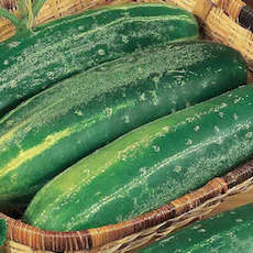 Cucumis sativus