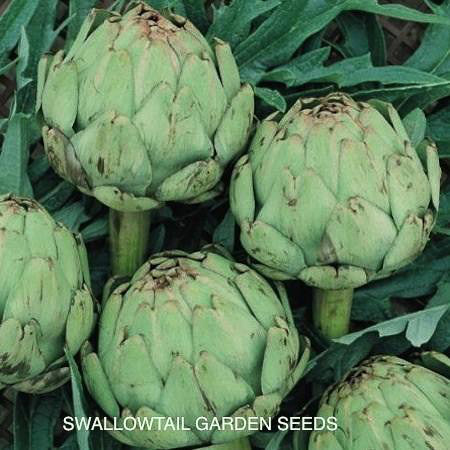 Imperial Star artichoke - vegetable seeds