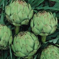 Artichoke