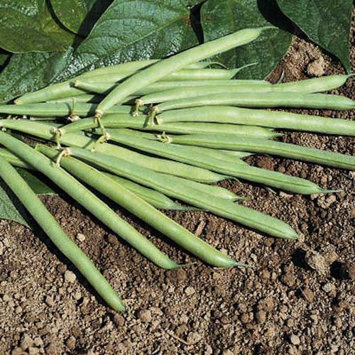Provider bush bean Bush bean Provider