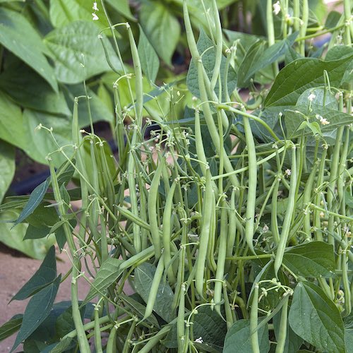 Bush bean Mascotte seeds