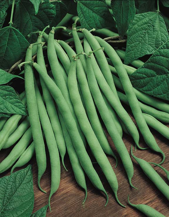 Pole Beans Blue Lake