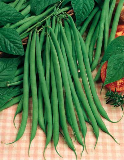 Pole Beans Fortex