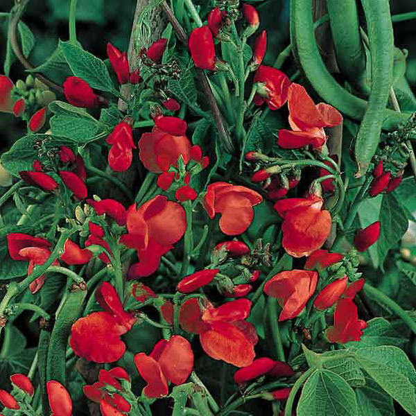 Scarlet Emperor runner bean Runner bean Scarlet Emperor