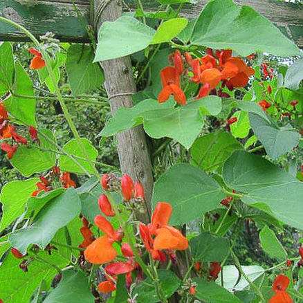 Scarlet Emperor runner bean - vegetable seeds