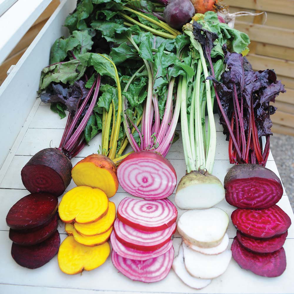 Rainbow Mix beet