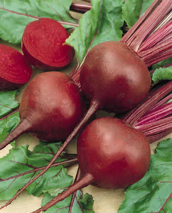 Red Ace beet Red Ace Beet seeds