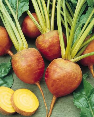Touchstone Gold organic beet Touchstone Gold organic Beet seeds