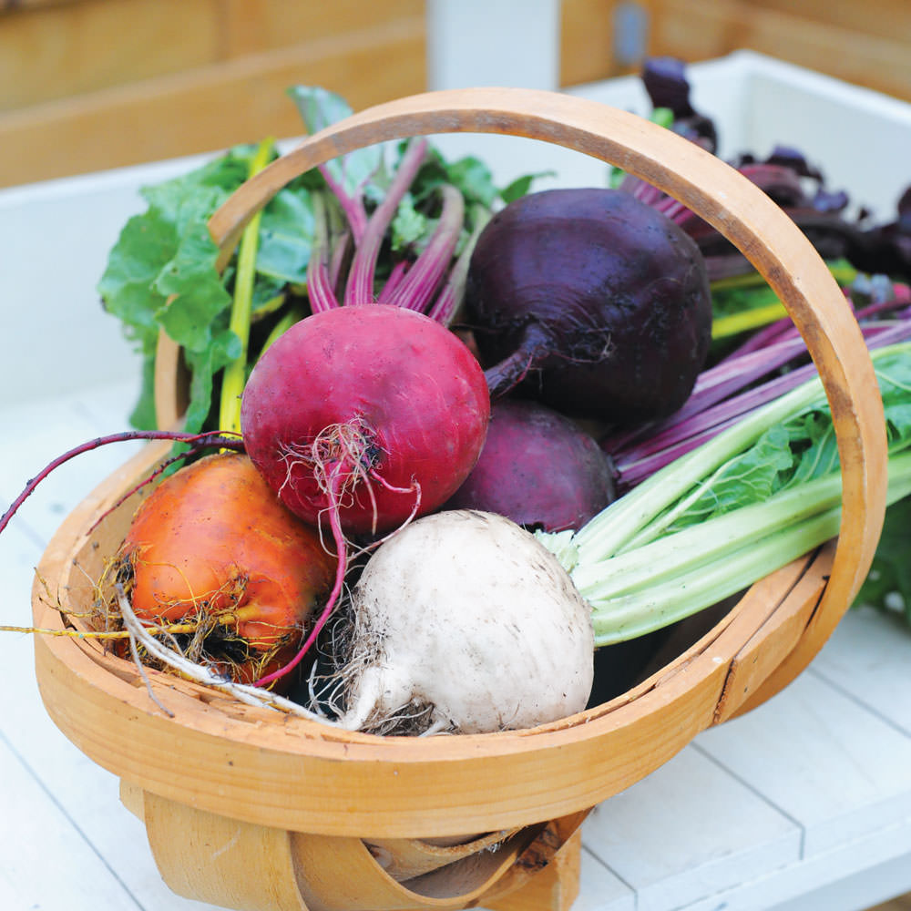 Rainbow Beet seeds