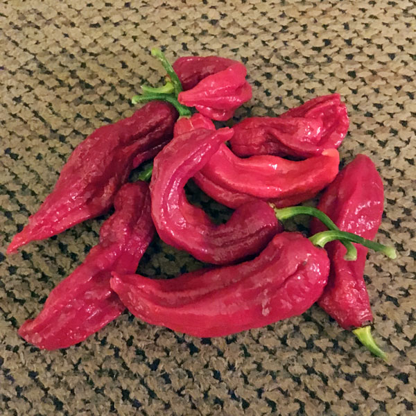 Ghost pepper - Bhut Jolokia