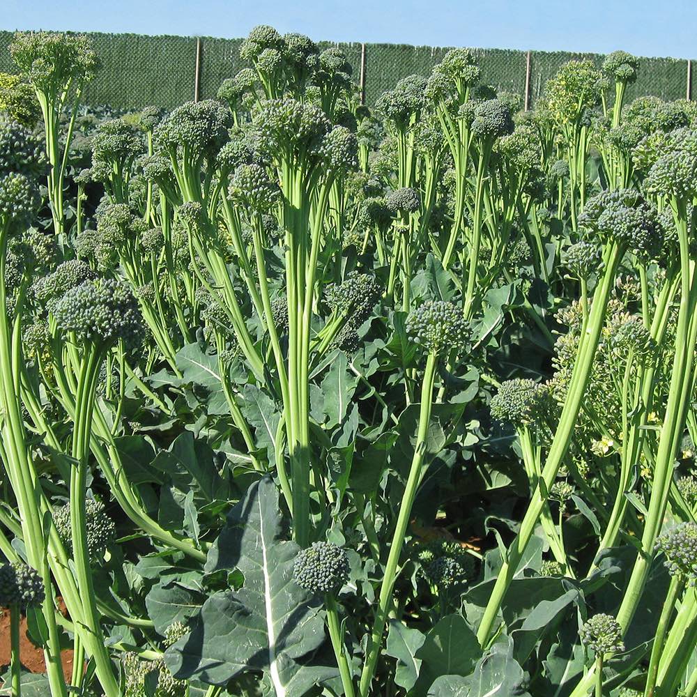 Broccoli Artwork plants