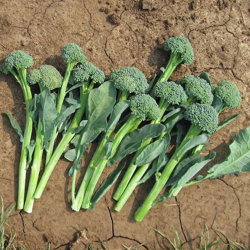 Broccoli Artwork