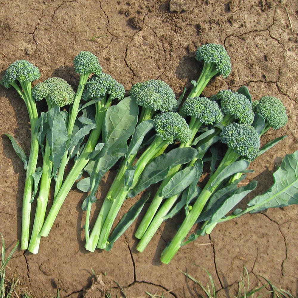 Broccoli Artwork