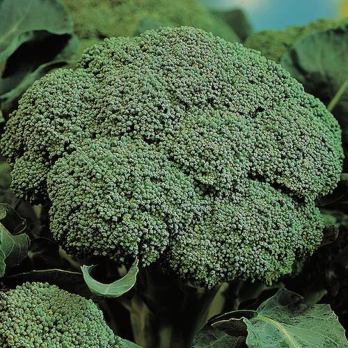 Broccoli Belstar